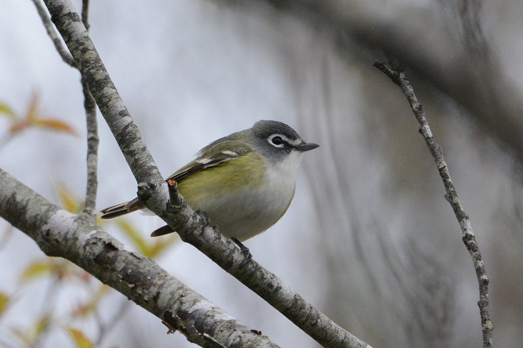 Vireo, Blue-headed, 2016-05087920 Parker River NWR,vMA.JPG - Blue-headed Vireo. Parker River National Wildlife Refuge, MA, 5-8-2016